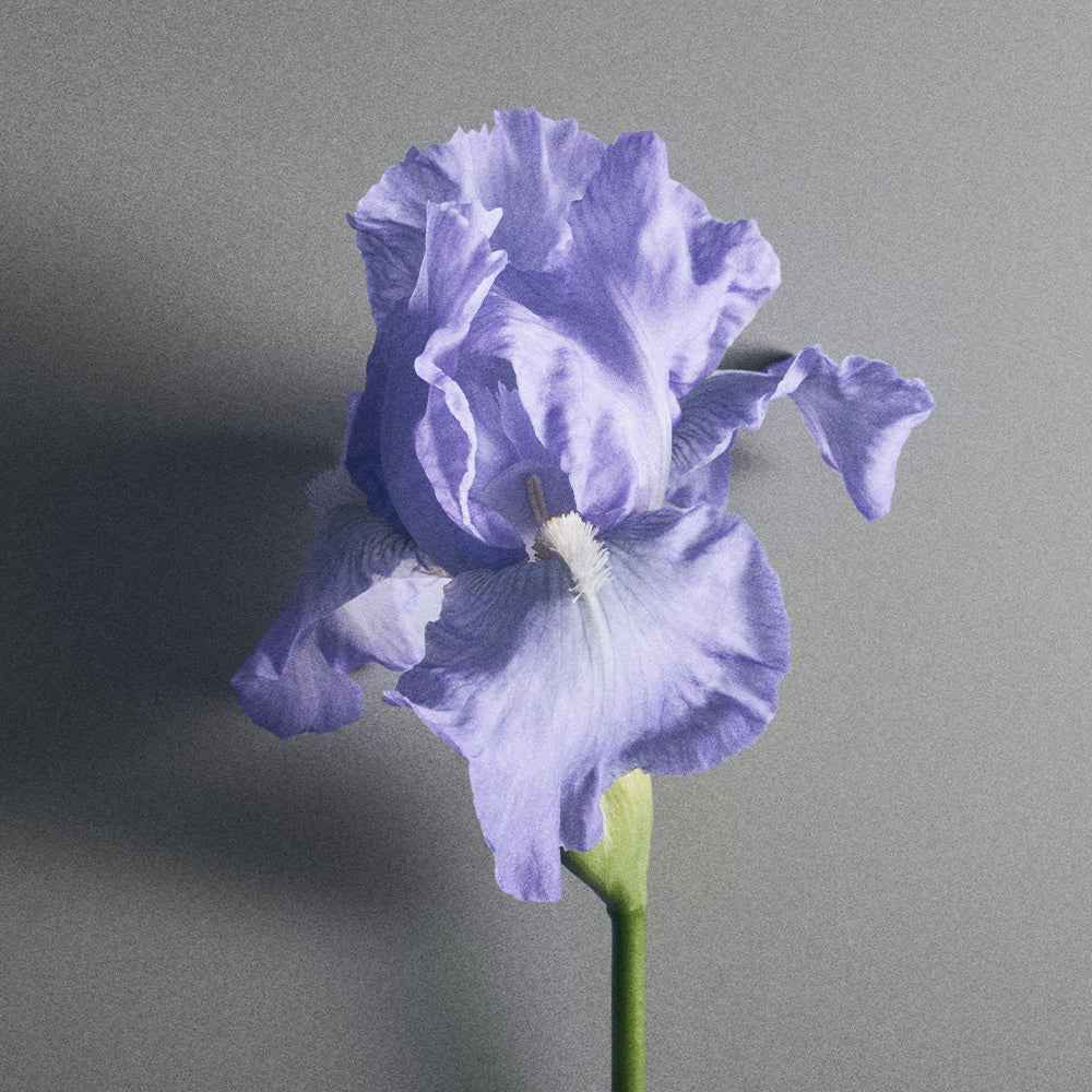 Creed Millésime Iris Debonair 100ml