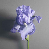 Creed Millésime Iris Debonair 100ml